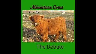 Mini Highland Cows the debate [upl. by Ahsitak]