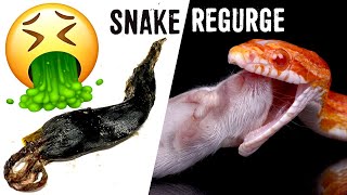 MY SNAKE REGURGITATEDVOMITED IT’S FOOD Possible Causes and Solutions [upl. by Niamor]