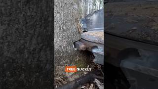 Fatest Tree Cutting Machine😳😲 youtubeshorts woodworking shortsfeed facts shorts viralshorts [upl. by Morice]