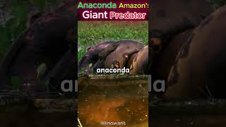 The Mighty Green Anaconda Amazon’s Giant Predator [upl. by Nilorac]