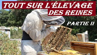 APICULTURE E48 Préparation des éleveuses avant le greffage Lélevage des reines partie 2 [upl. by Llehctim]