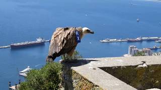 Griffon Vulture Release 2 [upl. by Lledualc165]