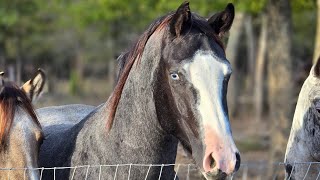 102324 keeper yearlings amp two year old fillies are commingling while the new pond is being built [upl. by Damien512]