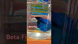 Beta Fish  Fighter Fish Blue shorts nature [upl. by Lezley943]