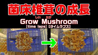 菌床椎茸の成長 タイムラプスGrow mushroomTime lapseshiitake mushroom [upl. by Ydnec]