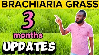 Week 12 How To Grow BRACHIARIA GRASS  MULATO GRASS Updates On The Grass and Time For Harvesting [upl. by Ahseinet88]