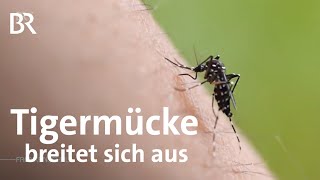 Tigermücke Zecken Nilgänse Invasive Tierarten breiten sich aus  Frankenschau  BR [upl. by Werra]