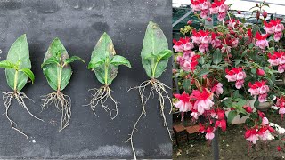 Instructions to propagate Fuchsia flowers from leaves [upl. by Anaila]