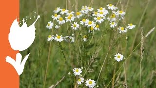 NATUUR IN EEN DAG  DitisNederland [upl. by Trinia]