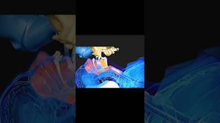 3d animation laryngeal mask airway insertion [upl. by Inanak]