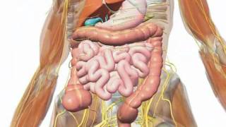 Gallbladder  Understanding Your Gallbladder [upl. by Ecinue]