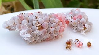 ASMR Crushed Invasive snail eggs  Apple snail Eggs ASMR 🐌32 [upl. by Nirraj]