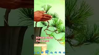 Bonsai Pinus masranna shrots bonsai pinebonsai bonsaimenggantung bonsaitree [upl. by Ojybbob776]