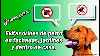 EVITAR QUE LOS PERROS ORINEN EN TU PUERTA [upl. by Holey]