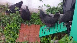 Australorp hens at 14 weeks [upl. by Dow]