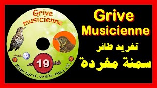 تغريد سمنة مغردة Zorzal común chant de grive musicienne [upl. by Manly]