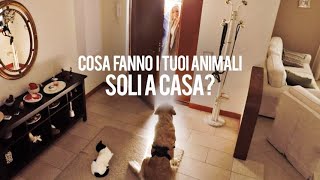 Vi siete mai chiesti cosa fanno i vostri animali domestici quando sono soli a casa [upl. by Elwaine470]