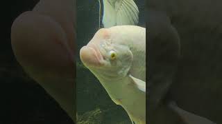 Baby Giant Gourami  Fish Tank shortsvideo youtubeshorts trending giantgourami [upl. by Reppart]