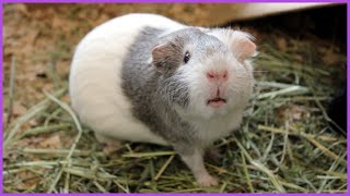 The glamorous life of a queen guinea pig [upl. by Kremer]