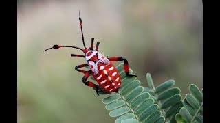 Fascinants Insectes 13  Documentaire Animalier HD [upl. by Yelsgnik694]