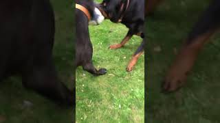 Amstaff vs rottweiler tug o war [upl. by Sedecrem]