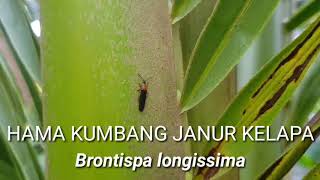 Pengendalian Hama Kumbang Janur Kelapa Brontispa longissima [upl. by Gilberta]