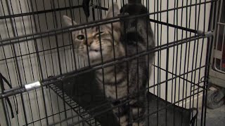 Humane Society invites community to get an inside look of its shelter [upl. by Suzette]