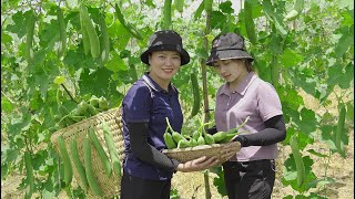 LUCIA and her sister Harvest Luffa cylindrica and bring them to the market Build the farm of life [upl. by Tatianna]