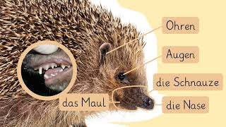 Der Igel  Aussehen und Verhalten einfach erklärt  sofatutor [upl. by Brigit]