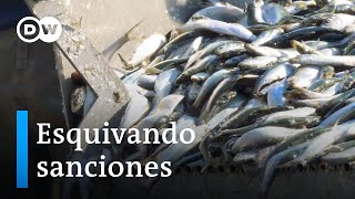 Pese a las sanciones Rusia sigue vendiendo pescado a la Unión Europea [upl. by Attelrahc]