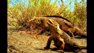 Galapagos Islands National Geographic [upl. by Eednyl]