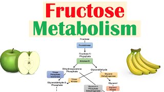 Fructose Metabolism Absorption Fructolysis Regulation and Role in Obesity [upl. by Yentrok151]