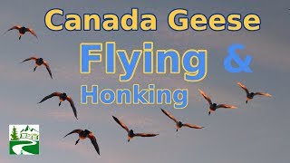 Canada geese flying and honking loud sounds [upl. by Noffets]