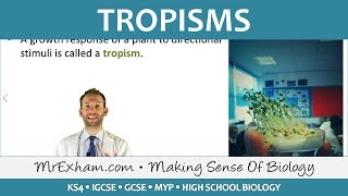 Coordination and Response  Plants  Tropisms  GCSE Biology 91 [upl. by Botzow614]