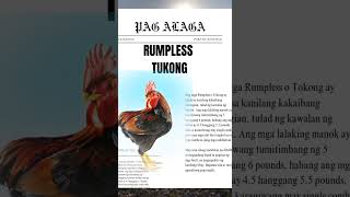 TUKONG NA MANOK O RUMPLESS [upl. by Serles]