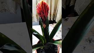 Guzmania propagation nature garden plants propagation music instrumental song [upl. by Danita]