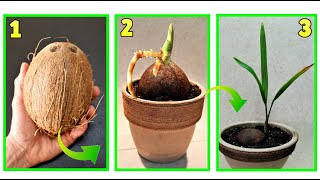 cocco come far germogliare un cocco a costo zero [upl. by Ernestus]