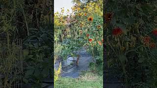 Cottontails Sunflowers And A Morning Glory Vine nature easterncottontail wildlife [upl. by Ken]