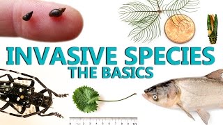 Invasive Species The Basics [upl. by Anigroeg1]