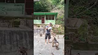 Ayo kumpul pecintasatwa monkey wisataalam [upl. by Madson880]