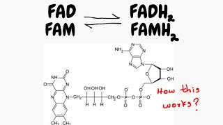 what are FAD and FMN  what are they doing inside of our body [upl. by Halonna]