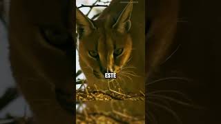 Impresionante lince cazando pajaritos 😱 faunasalvaje fauna animales [upl. by Eliathan]