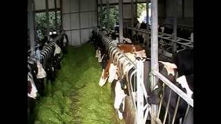 Cow Pow Animal Feeding Barrier System [upl. by Lurette]