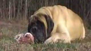 English Mastiff  Diesel  Eating a pork butt [upl. by Hillyer]