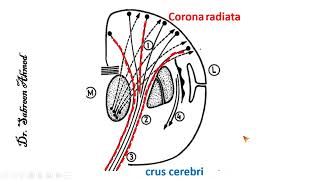 Anatomy of Internal capsule شرح [upl. by Arhoz]