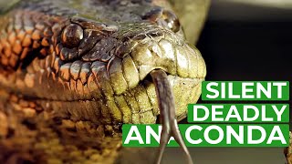 Anaconda  The Silent Killer  Free Documentary Nature [upl. by Hagar]