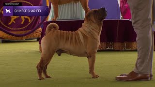 Chinese SharPei  Breed Judging 2024 [upl. by Pussej]