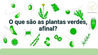 Vídeo 04  O que são as plantas verdes afinal [upl. by Yeleak]