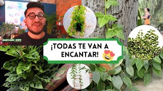 ¡6 PRECIOSAS ENREDADERAS para tu HOGAR🤩🌿¡TAPIZA tus PAREDES o MUROS llenando de VIDA y ELEGANCIA🥰 [upl. by Ellennahc]