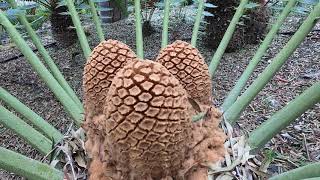 Encephalartos transvenosus  Species Highlight [upl. by Jahncke]